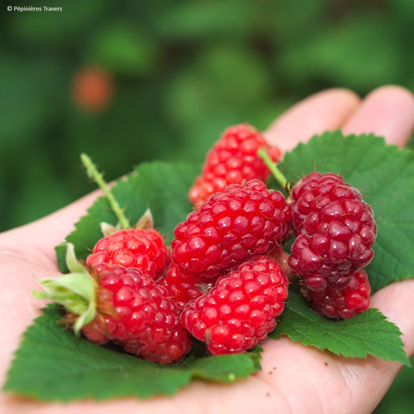 Mûre tayberry Bounty Berry - Mûre-framboise (Harvest)