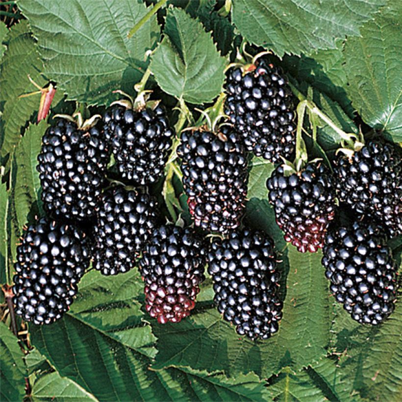 Mûre sans épines Jumbo (Harvest)