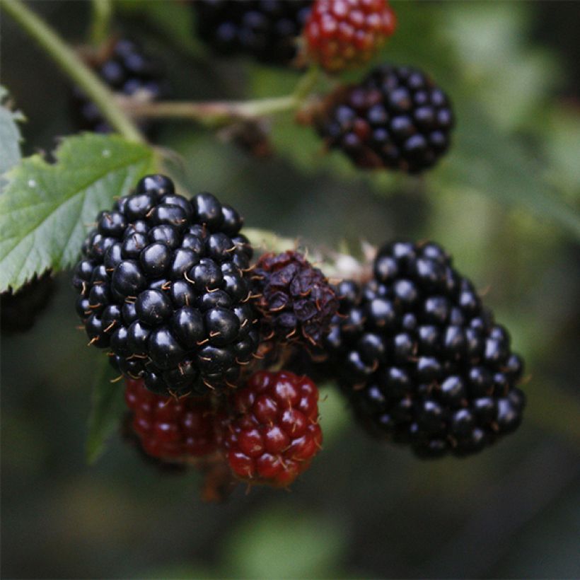 Mûre sans épines Loch Ness (Harvest)