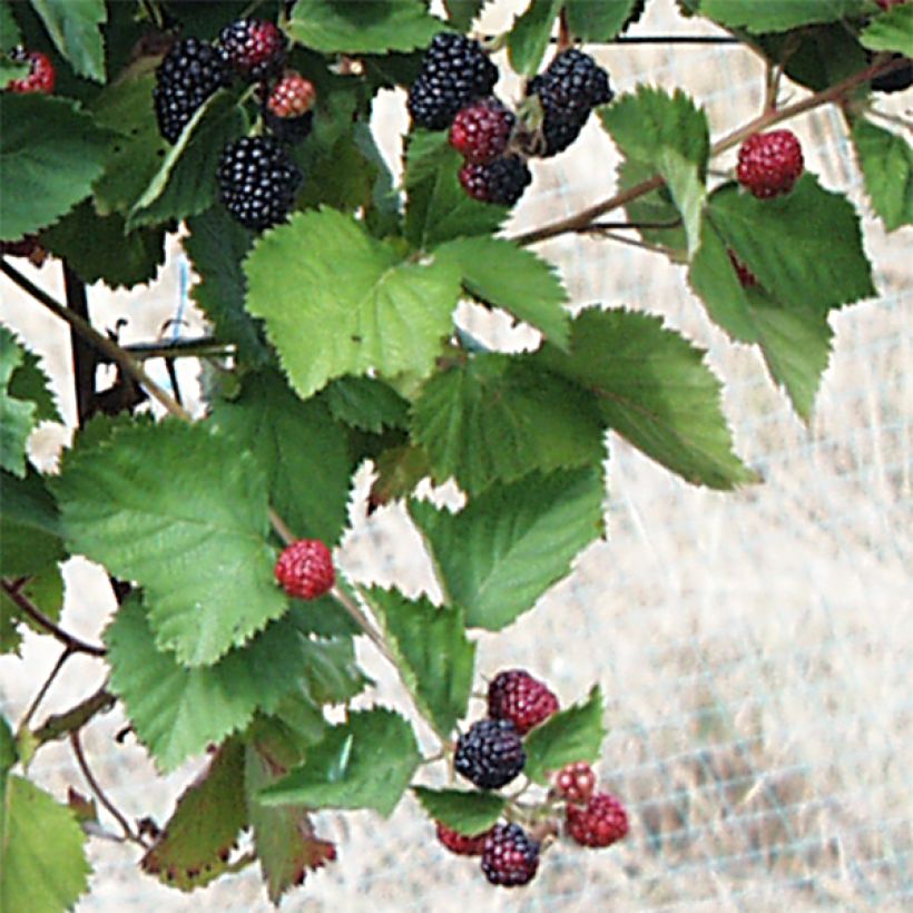 Mûrier sans épines Triple Crown (Foliage)