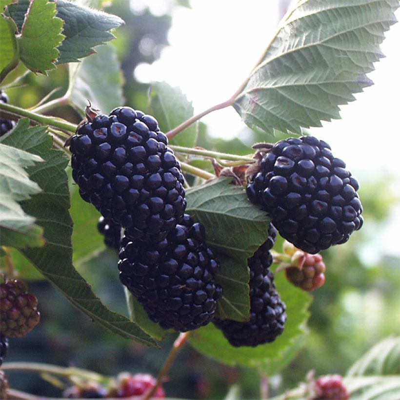 Mûrier sans épines Triple Crown (Harvest)