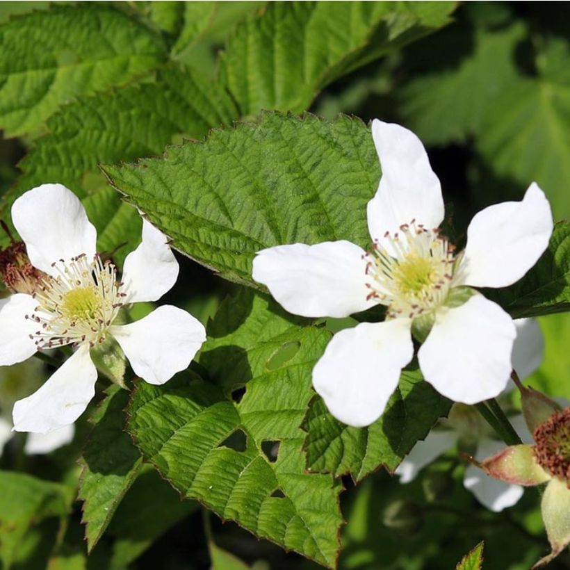 Mûrier-framboisier Boysenberry (Flowering)