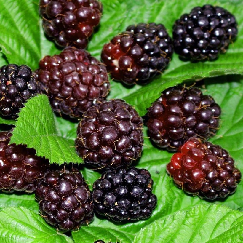 Mûrier-framboisier Boysenberry (Harvest)