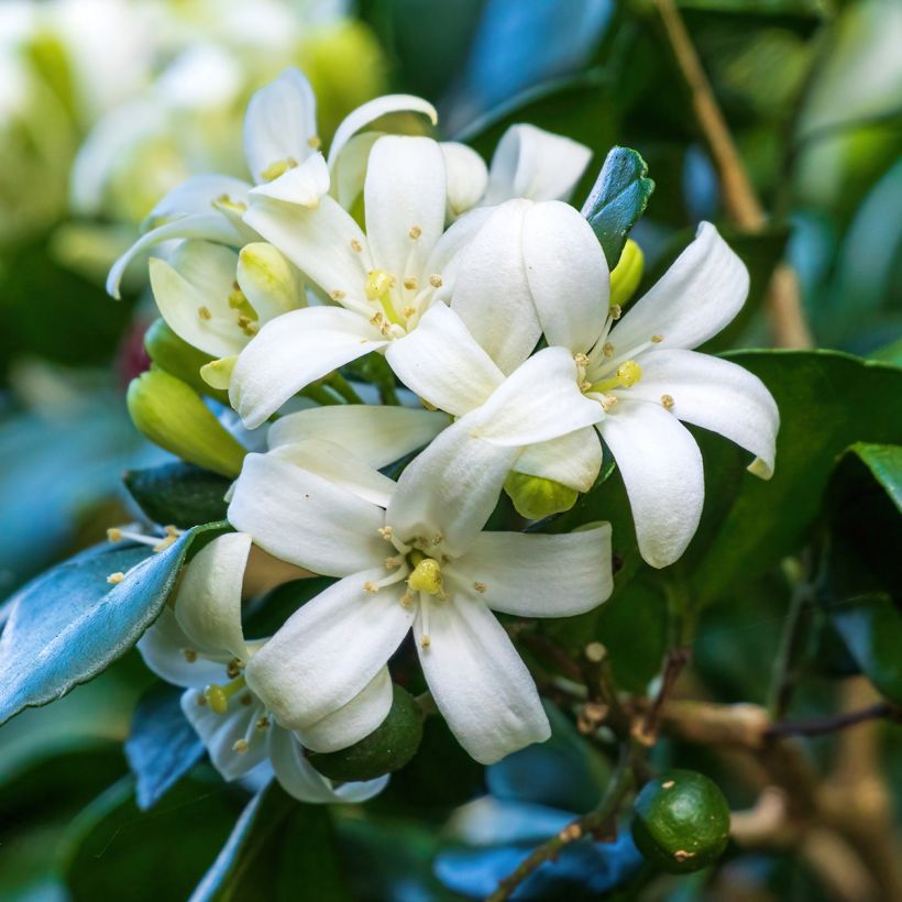 Murraya paniculata - Buis de Chine, Bois jasmin (Flowering)