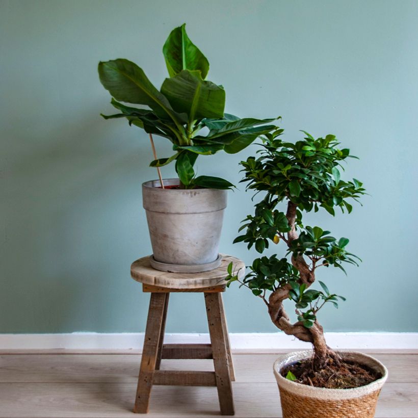 Musa acuminata - Bananier (Plant habit)
