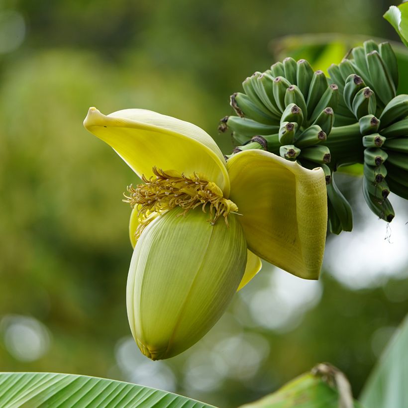 Musa basjoo - Bananier du Japon (Flowering)