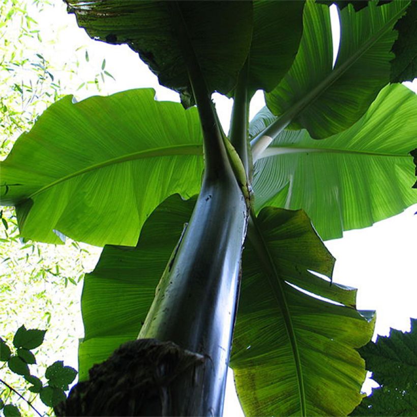 Musa basjoo Sakhalin - Bananier du Japon (Foliage)