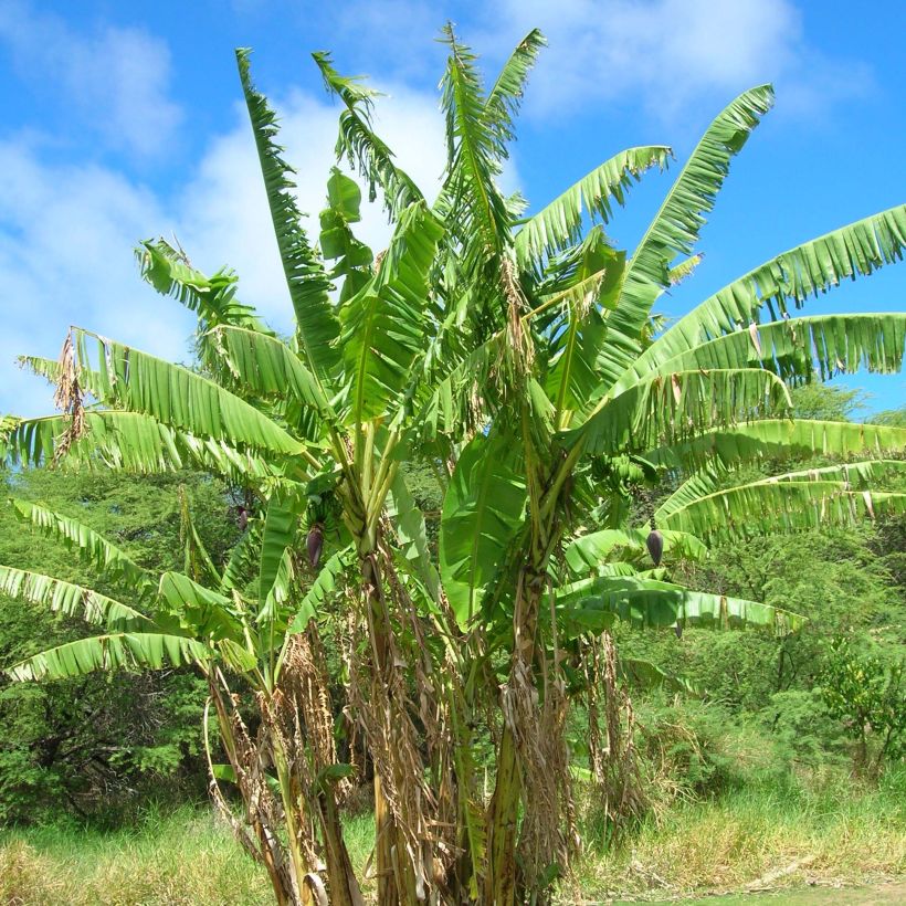 Musa itinerans Mekong Giant - Bananier voyageur (Plant habit)