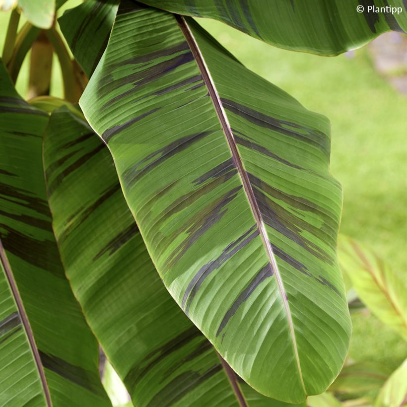 Musa sikkimensis Ever Red - Bananier du Sikkim (Foliage)