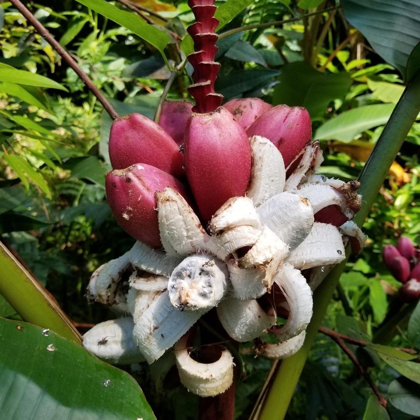 Bananier à fleurs roses - Musa velutina (Harvest)