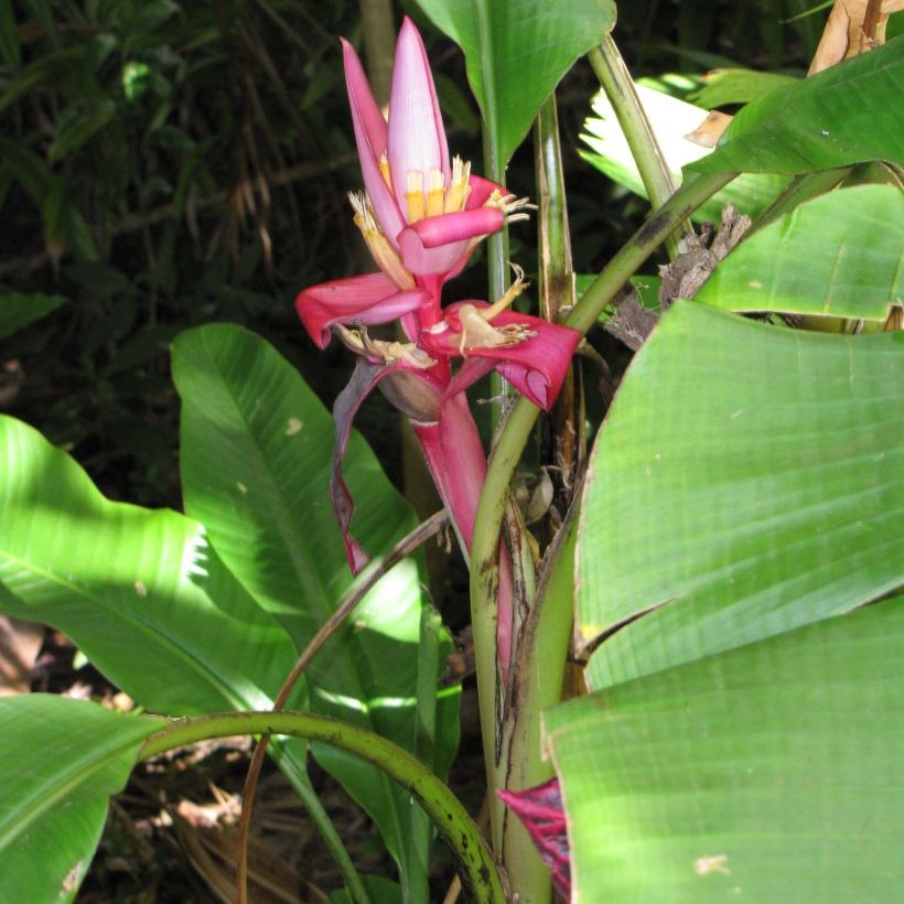 Bananier à fleurs roses - Musa velutina (Plant habit)