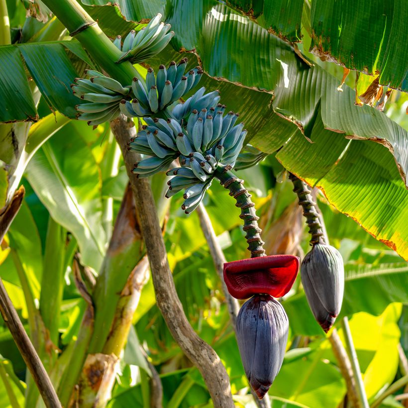 Bananier - Musa acuminata Ice Cream (Plant habit)