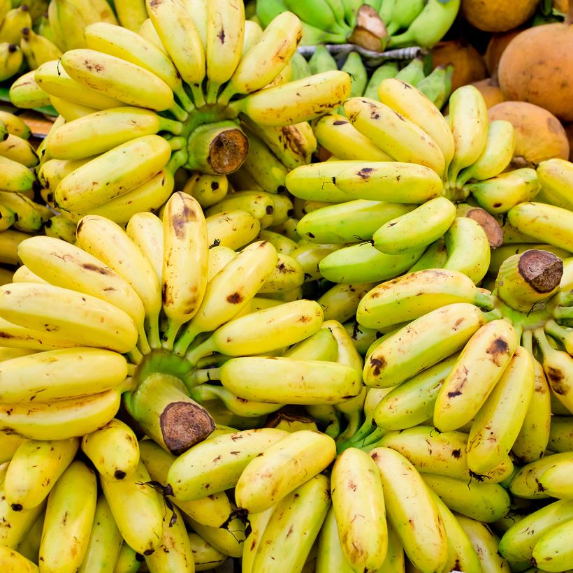Bananier - Musa × paradisiaca Pisang Serbu (Harvest)