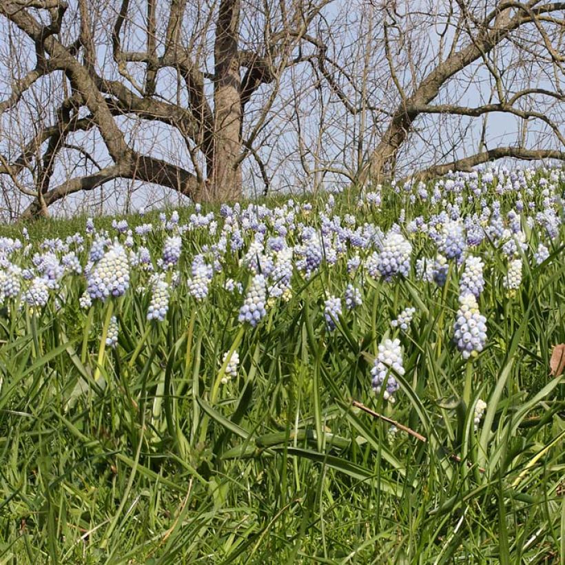 Muscari Peppermint (Plant habit)