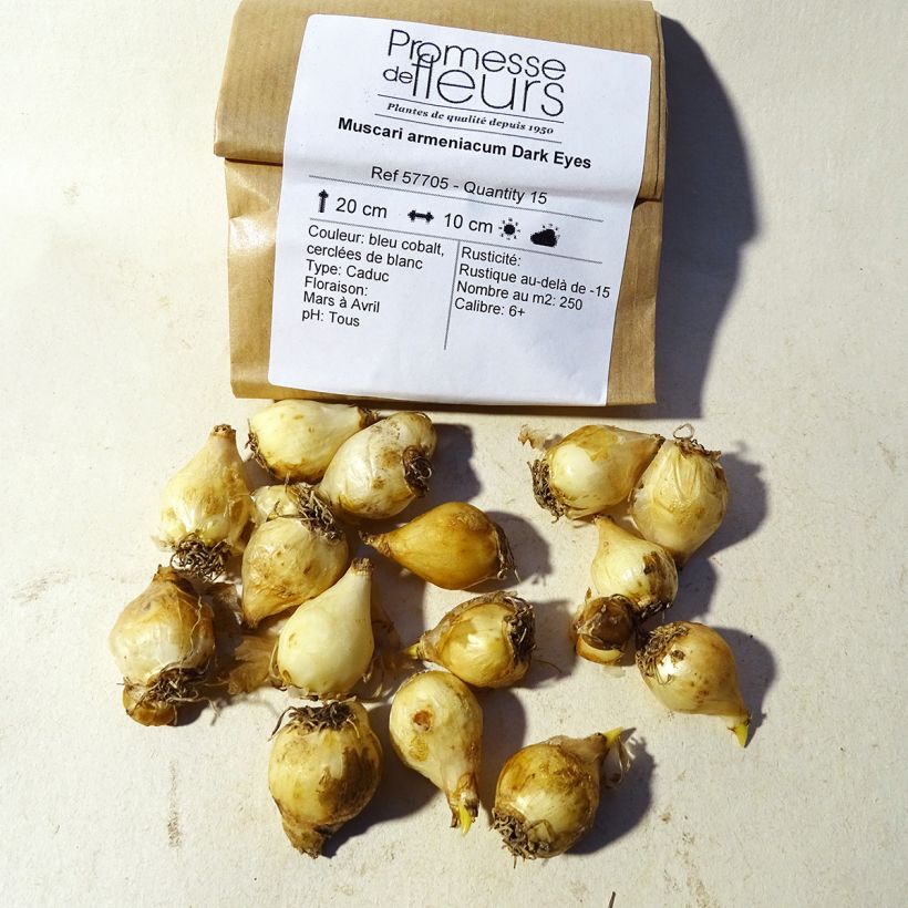 Example of Muscari armeniacum Dark Eyes Bulbe size 6+ as you get