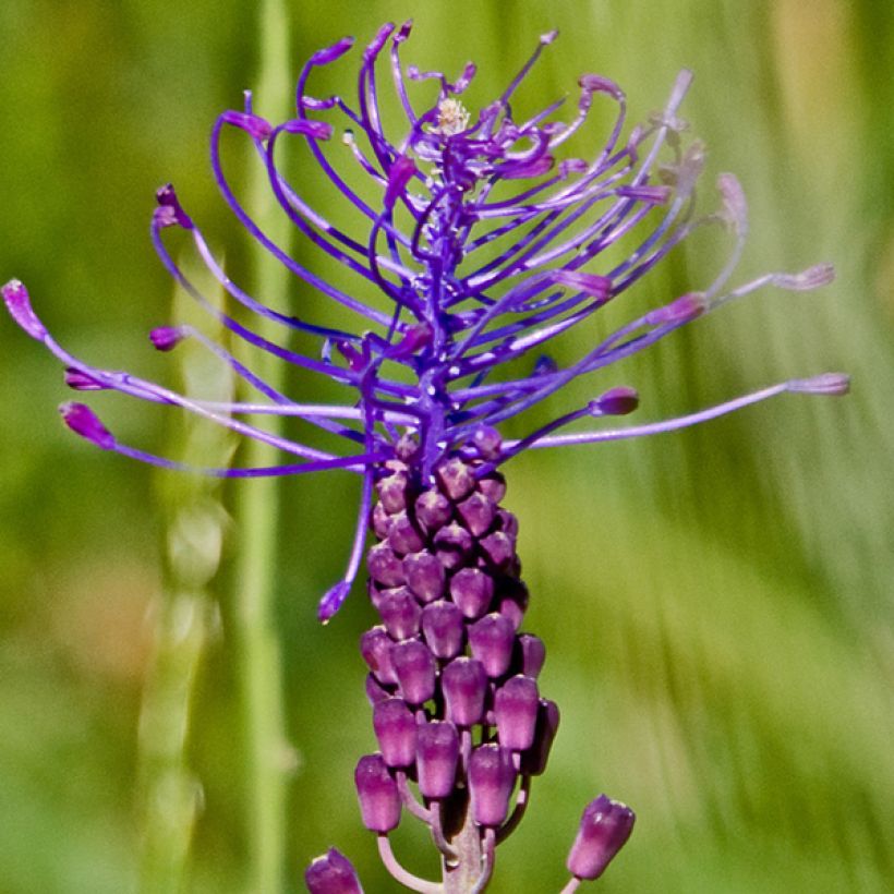 Muscari comosum - Muscari à toupet (Flowering)