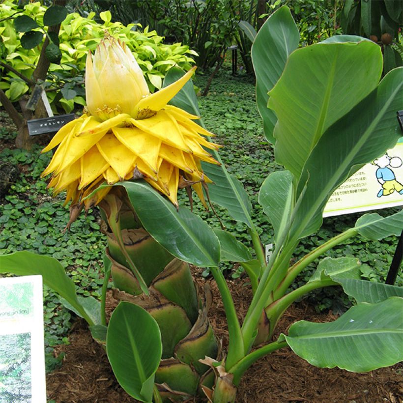 Musella lasiocarpa - Bananier nain (Plant habit)