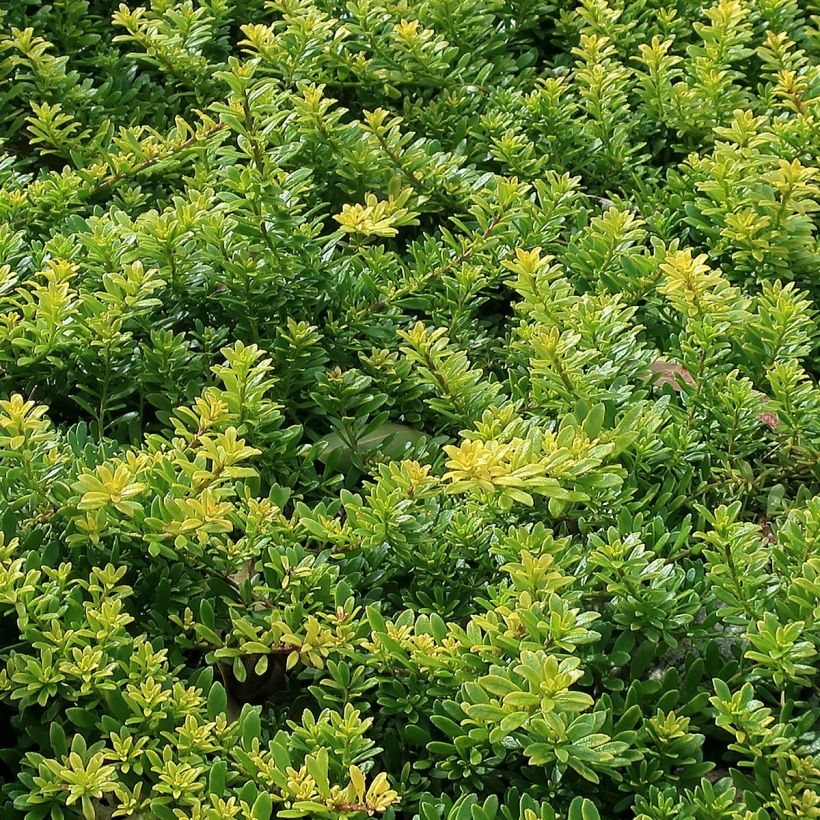 Myoporum parvifolium Rose (Foliage)