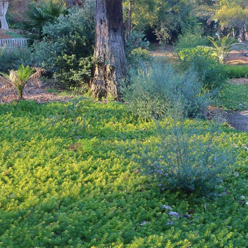 Myoporum parvifolium Rose (Plant habit)