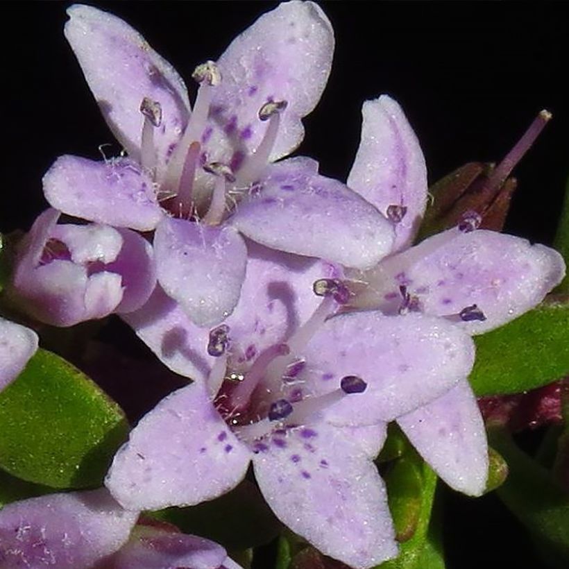 Myoporum parvifolium Rose (Flowering)
