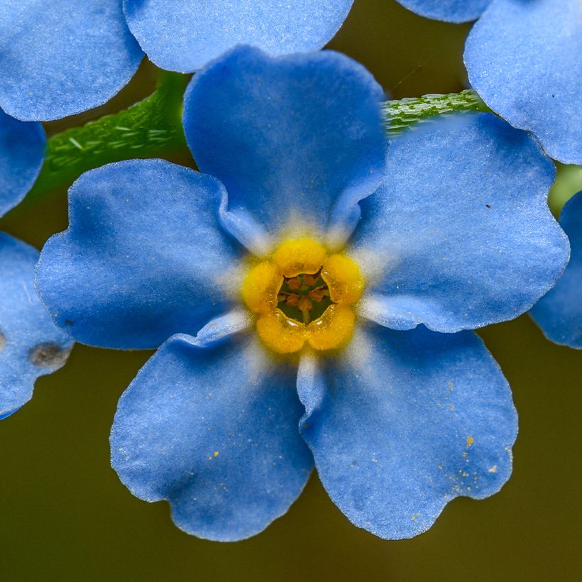 Myosotis scorpioides - Myosotis des marais (Flowering)