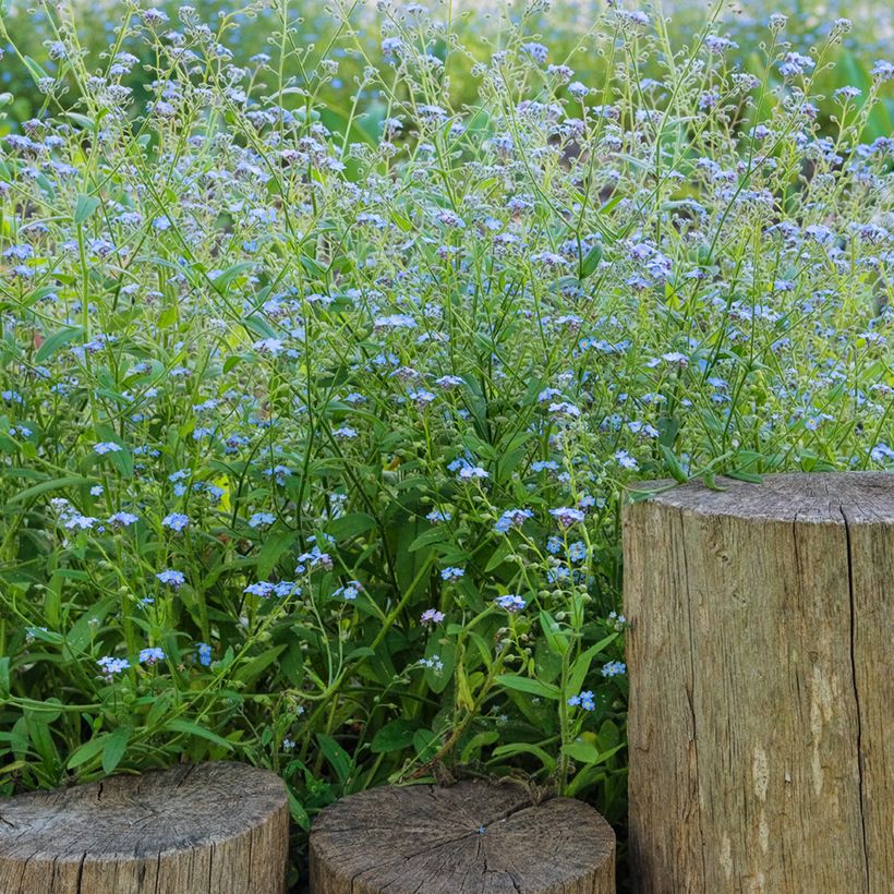 Myosotis scorpioides - Myosotis des marais (Plant habit)
