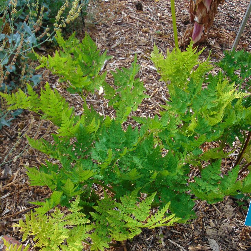 Myrrhis odorata - Cerfeuil musqué ou anisé (Plant habit)