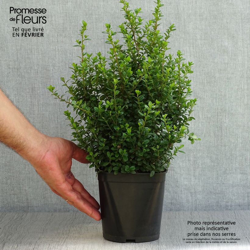 Example of Myrsine africana - Buis africain Pot de 2L/3L as you get in automne