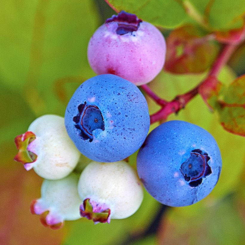 Myrtille d'Amérique - Vaccinium corymbosum Legacy (Harvest)