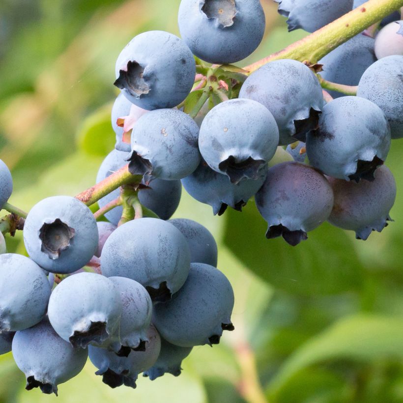 Myrtille d'Amérique - Vaccinium corymbosum North Blue (Harvest)