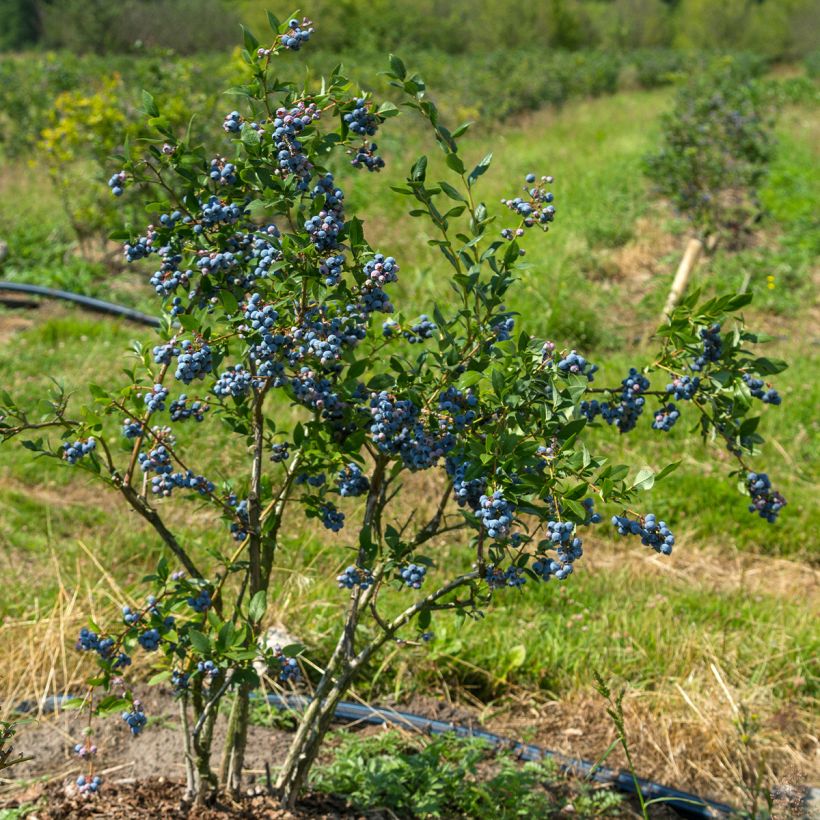 Myrtille d'Amérique - Vaccinium corymbosum North Blue (Plant habit)