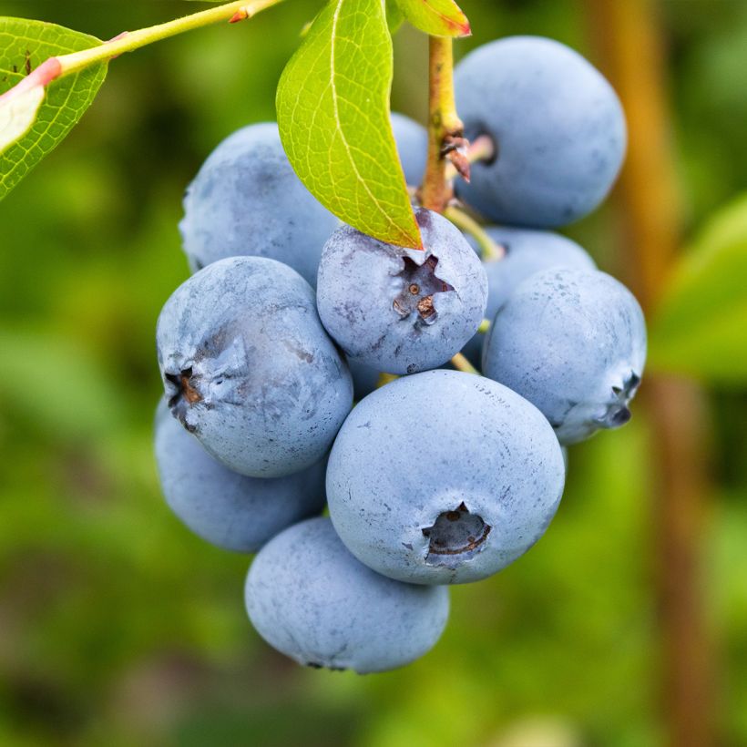 Myrtille d'Amérique - Vaccinium corymbosum Rubel (Harvest)