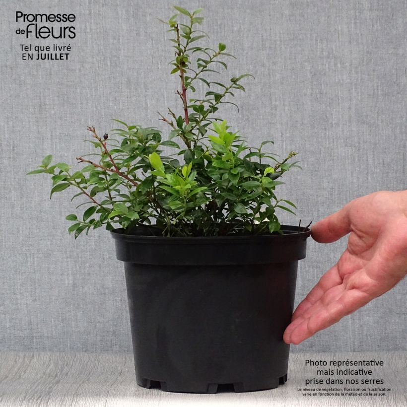 Example of Myrtillier Brazelberry Berrybux - Vaccinum angustifolium Pot de 10 cm/11cm as you get in ete