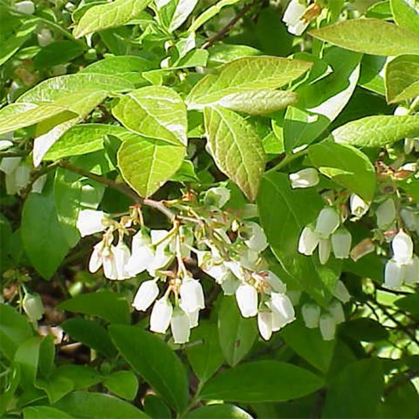 Myrtillier Brigitta Blue Bio (Flowering)