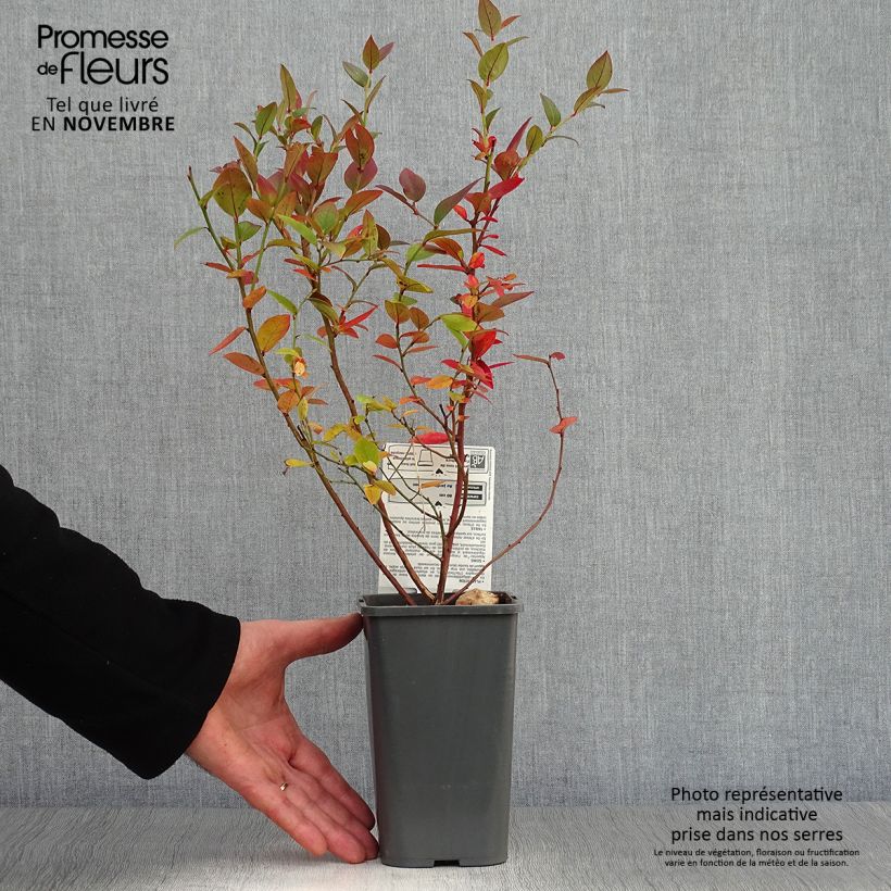 Example of Myrtillier Brigitta Blue Bio Pot de 1,5L/2L, Buisson as you get in automne