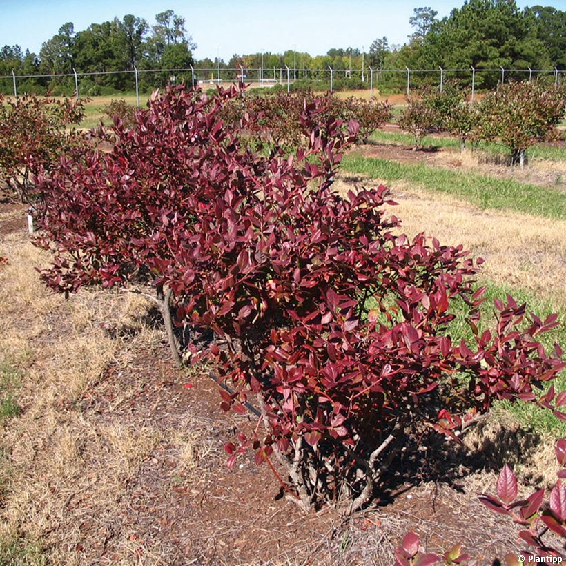 Myrtillier Cabernet Splash (Plant habit)