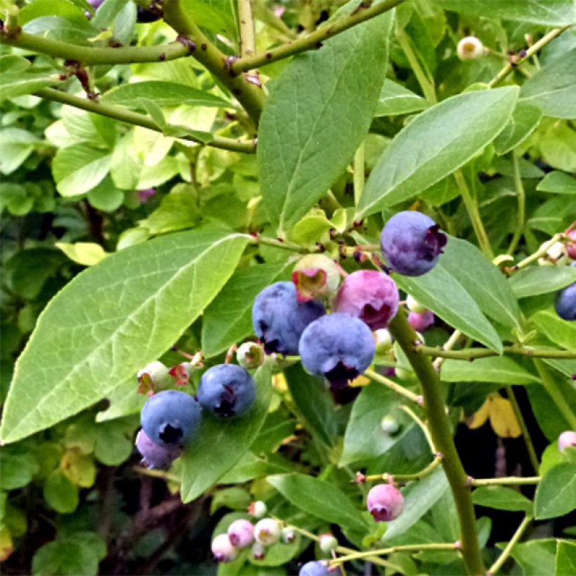 Myrtille Goldtraube - Vaccinium corymbosum (Flowering)
