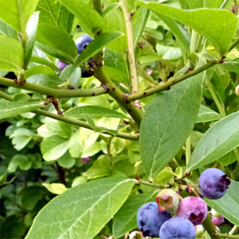 Myrtille Goldtraube - Vaccinium corymbosum (Harvest)