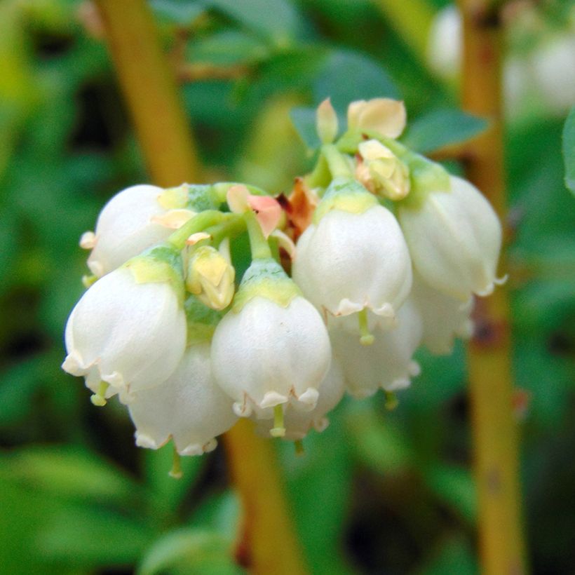 Myrtillier Pink Lemonade BIO (Flowering)