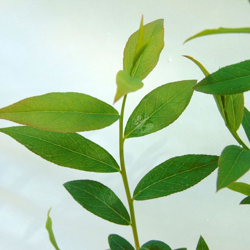 Myrtillier Pink Lemonade - Myrtille rose (Foliage)