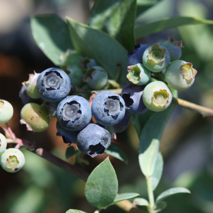 Myrtillier Powder Blue - Vaccinium ashei (Harvest)