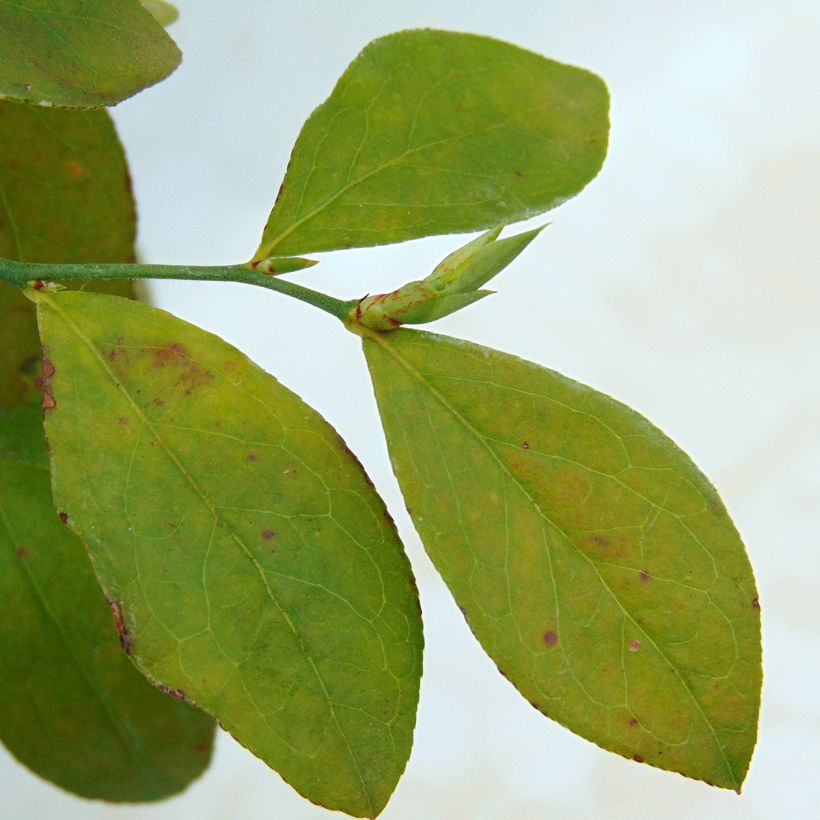 Myrtillier Powder Blue - Vaccinium ashei (Foliage)