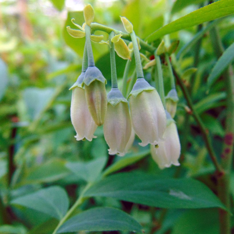 Myrtillier Powder Blue - Vaccinium ashei (Flowering)