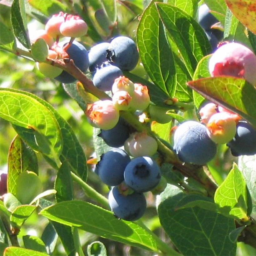 Myrtillier Reka - Vaccinium corymbosum (Harvest)