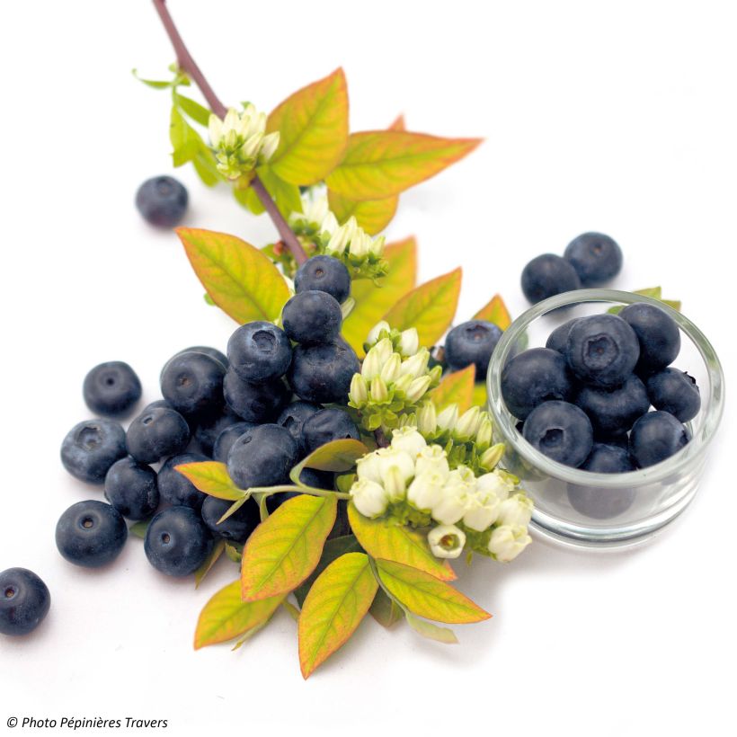 Myrtillier Yello!Berryblue - Vaccinium corymbosum (Flowering)
