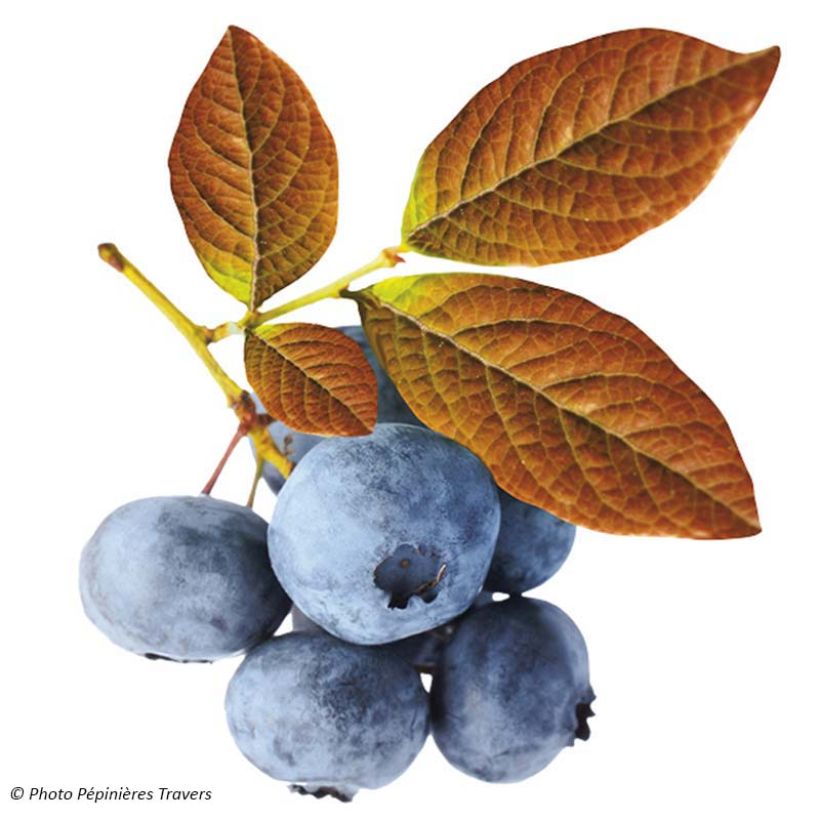 Myrtillier Yello!Berryblue - Vaccinium corymbosum (Harvest)