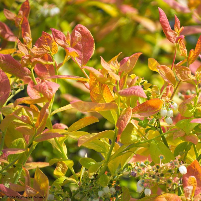 Myrtillier Yello!Berryblue - Vaccinium corymbosum (Foliage)