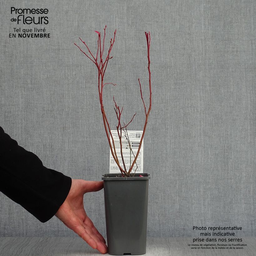 Example of Myrtillier d’Amérique Patriot Bio Pot de 1,5L/2L, Buisson as you get in automne