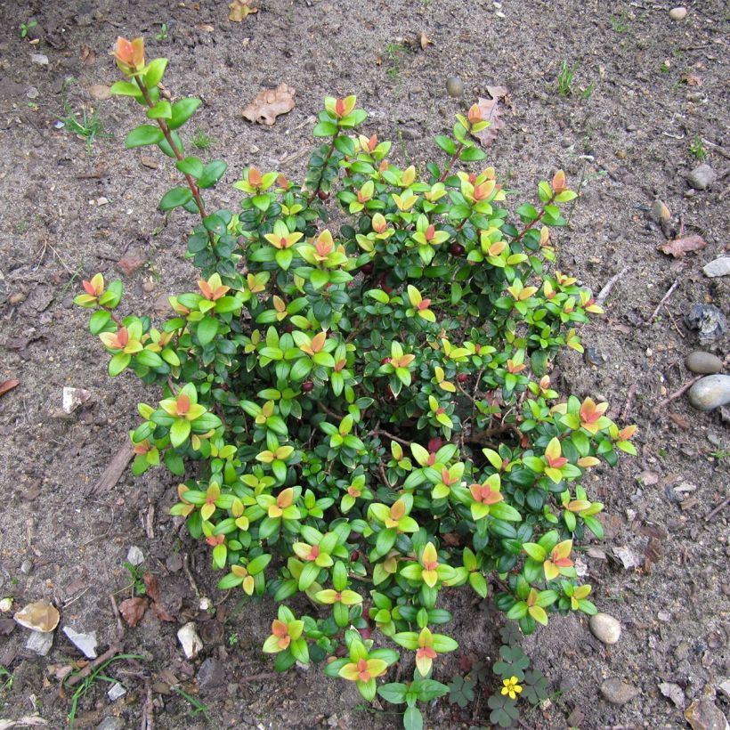 Myrtus ugni - Ugni molinae Butterball  (Plant habit)