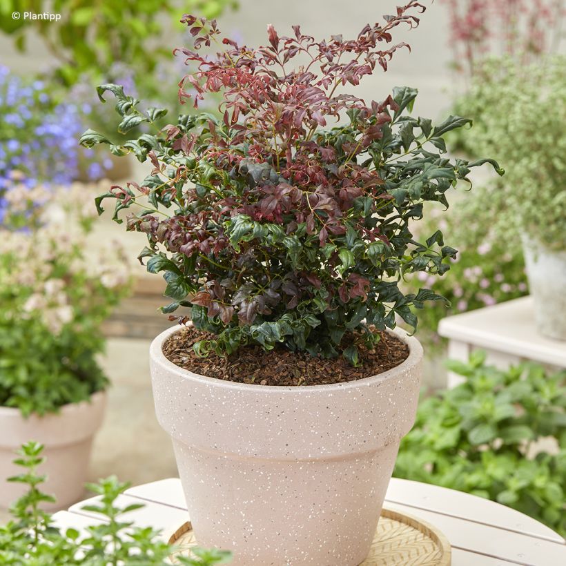 Nandina domestica Curly Obsessed - Bambou sacré (Plant habit)